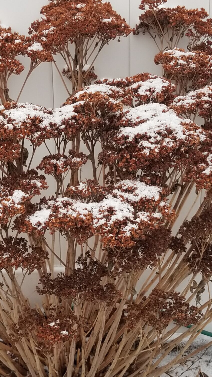 Spring snow